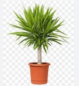 Yucca plant