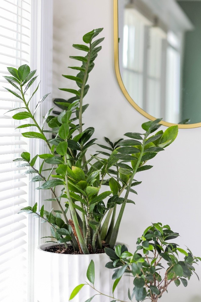 ZZ plant light