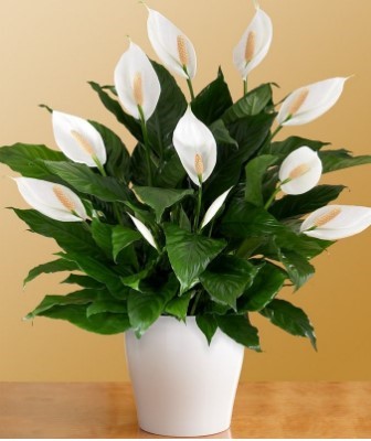 flowering Peace Lily Plant