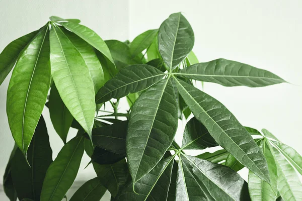 guiana chestnut leaves