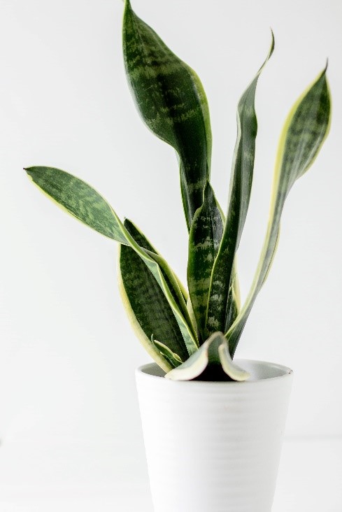 snake plant sansevieria