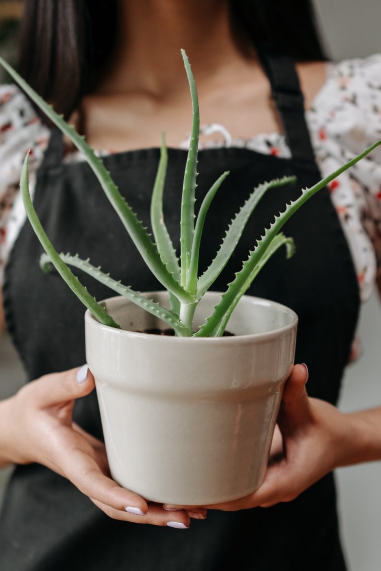 young aloe vera