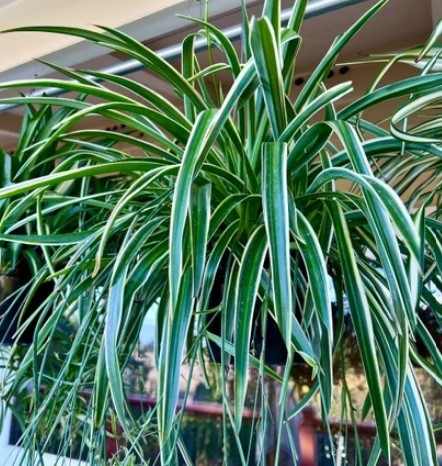 Spider plant Chlorophytum - My Indoor Plants