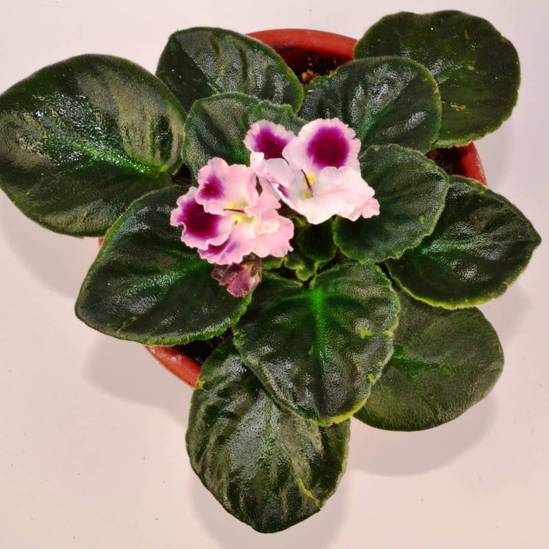 African Violets Plant - My Indoor Plants