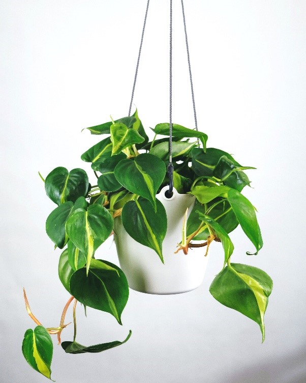 Peperomia plant - My Indoor Plants