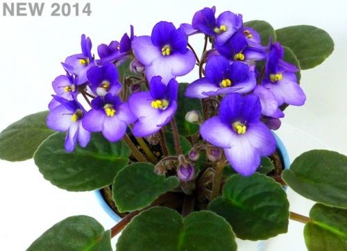 African Violets Plant - My Indoor Plants